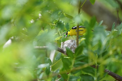 Example image of a small yellow bird seen though branches