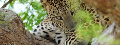 Example image showing a close-up of a leopard’s face with focus on the eye