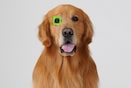 And now, Real-time Eye AF for Animals