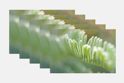 Several photos of plants taken with AF bracketing