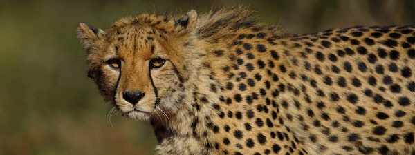 Portrait of a cheetah