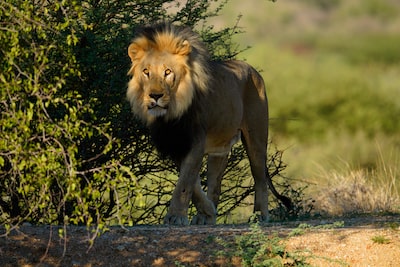 Image of a lion in a shadowed setting